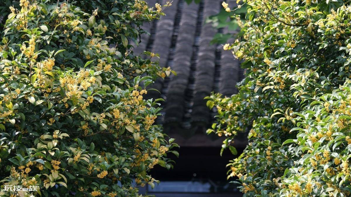 桂花树为什么不能栽在家里(有的地方位置不能种桂花树)-图片3